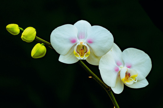 蝴蝶兰花剑剪掉能再生花剑吗