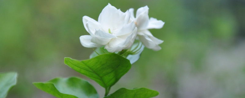 茉莉花花色有几种