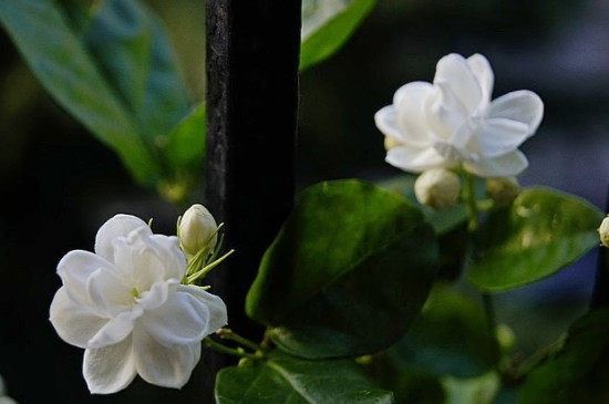 茉莉花花色有几种