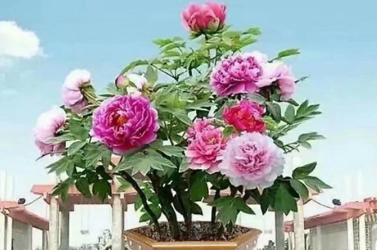 家庭盆栽牡丹种植方法