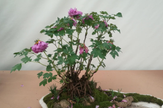 家庭盆栽牡丹种植方法