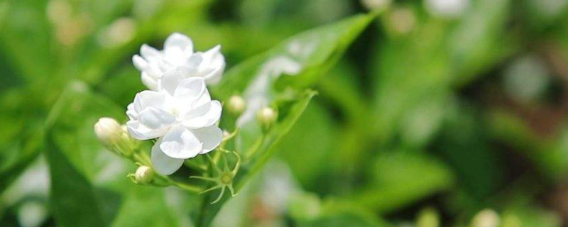 茉莉花耐寒多少度