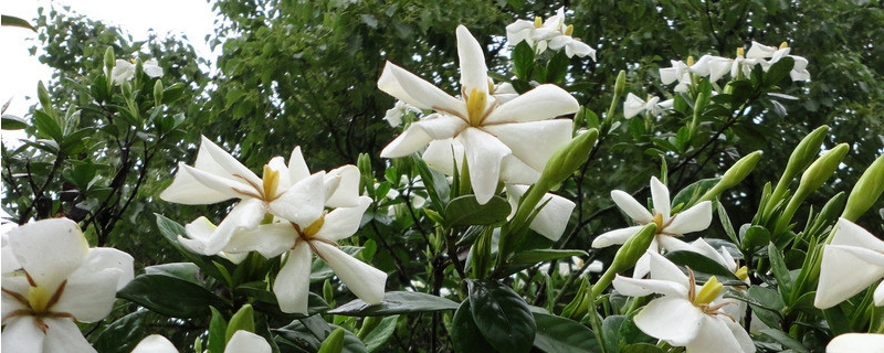 栀子花叶黄了补救措施