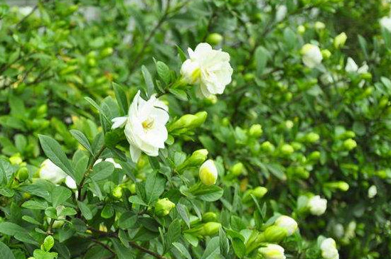 栀子花叶突然蜷缩变干