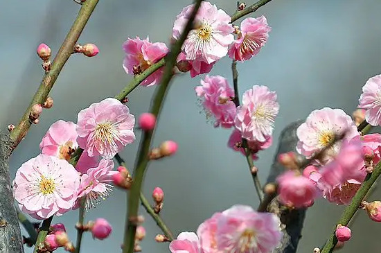 梅花能在暖气室内养吗