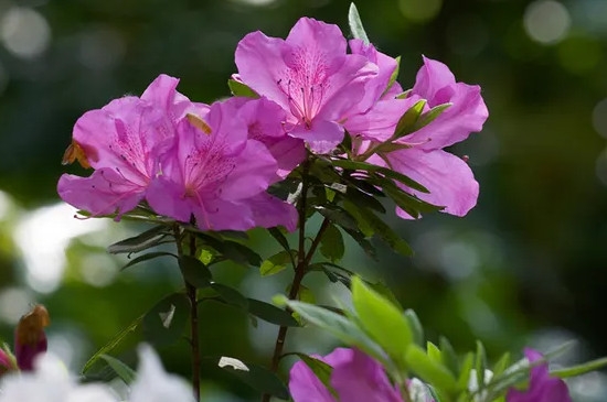 杜鹃花在几点开放