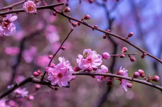 梅花开放的时间是几点