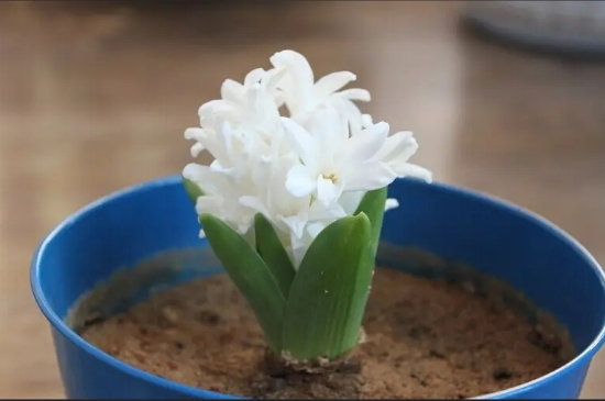 风信子花期多少天