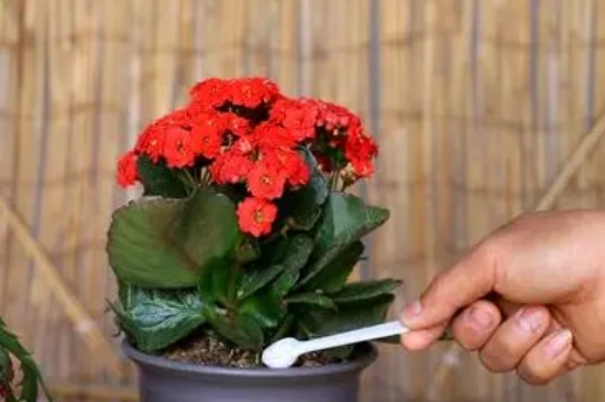 长寿花浇水的正确方法