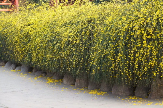 小黄花的花语和寓意