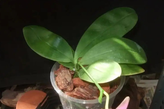 蝴蝶兰花苞黄了还能绿回去吗