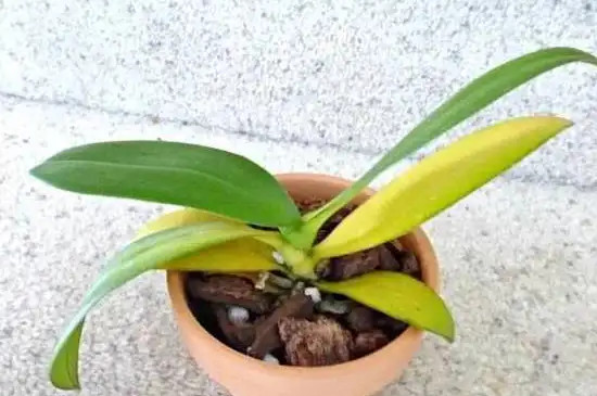蝴蝶兰花苞黄了还能绿回去吗