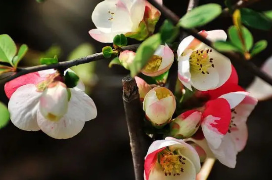 无毒的海棠花是哪种