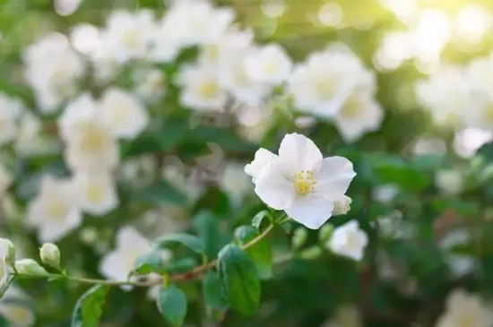 茉莉花语是什么意思