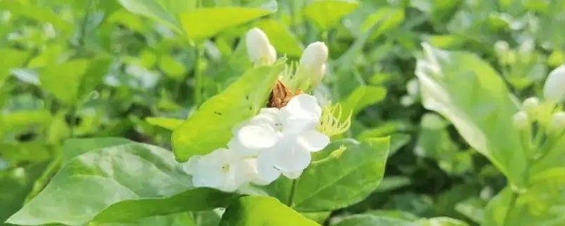 茉莉花语是什么意思