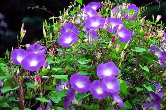 牵牛花的藤蔓有什么特点