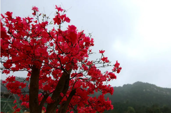 映山红又叫什么花