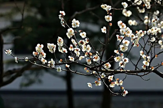 白梅花的花语和寓意