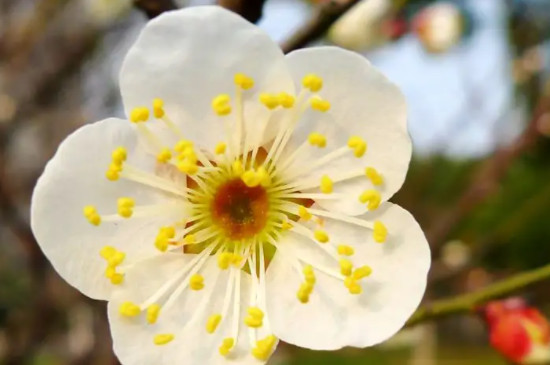 白梅花的花语和寓意