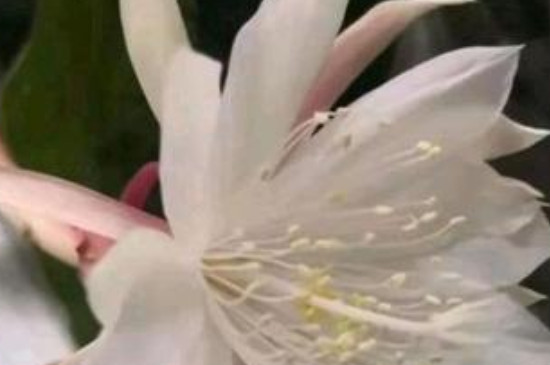 昙花叶子冻坏了怎么办