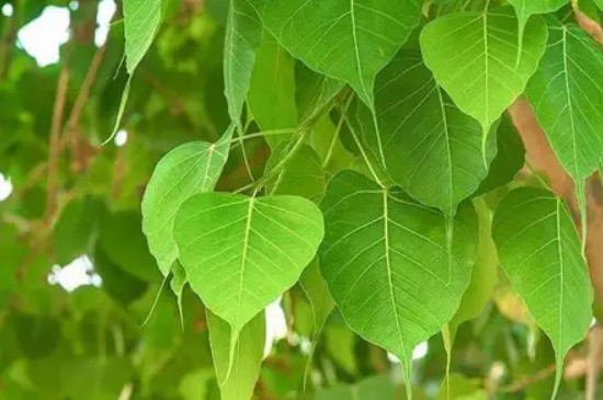 菩提树象征着什么意思