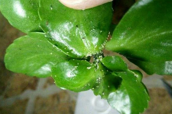 长寿花白粉病用什么药