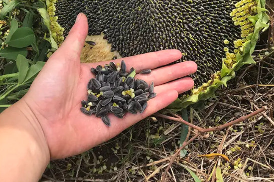 向日葵无性花怎么繁殖