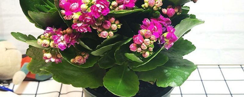 如何养长寿花