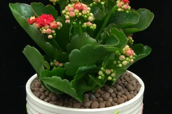 如何养长寿花