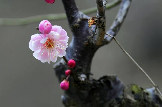 梅花几月份修剪留多长枝条