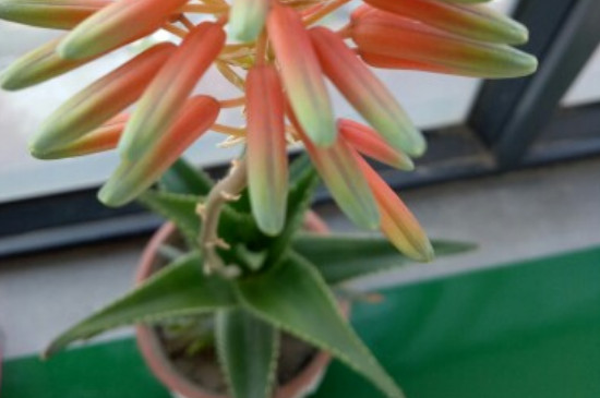 芦荟开花吗?