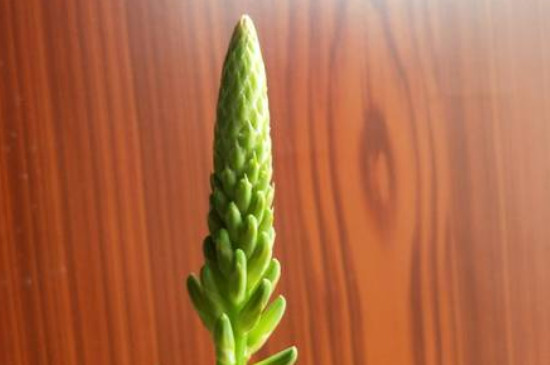 芦荟开花吗?