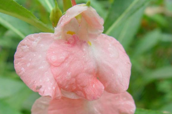 凤仙花雄蕊的特点