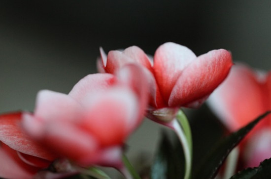 凤仙花花瓣的特点