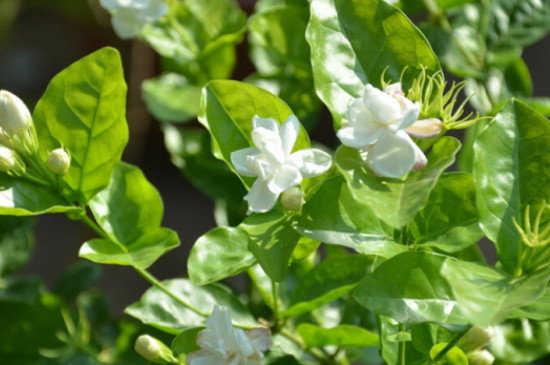 茉莉花什么季节开花