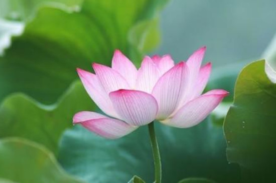 荷花几月开花?