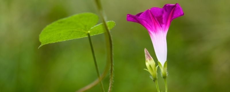 牵牛花的花语和寓意