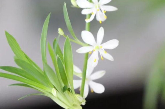 吊兰开花预示着什么
