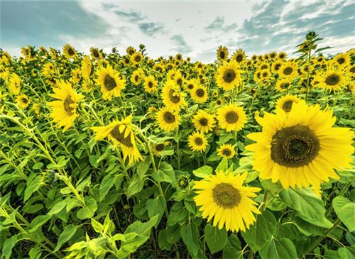 向日葵的花语