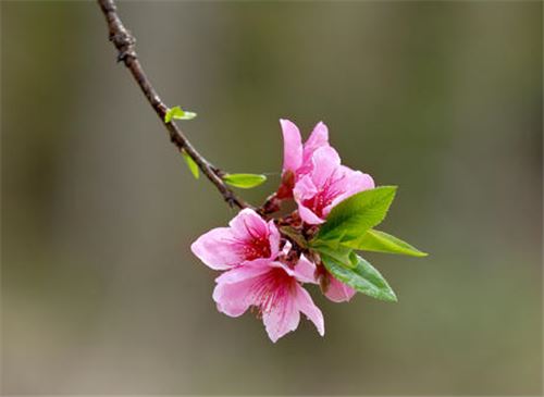 春天开的常见的花