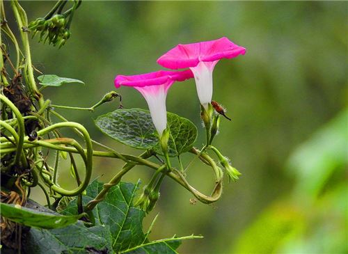 牵牛花的特点