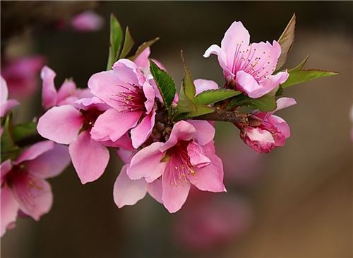 4月开什么花