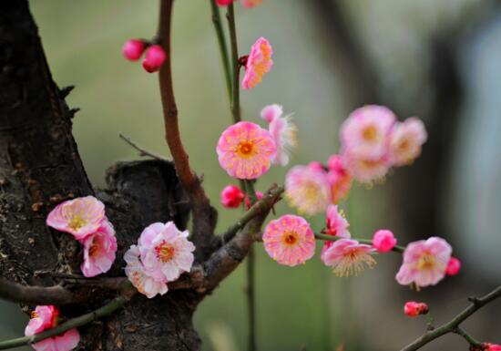 梅花怎么养，5个步骤教你养出漂亮的梅花