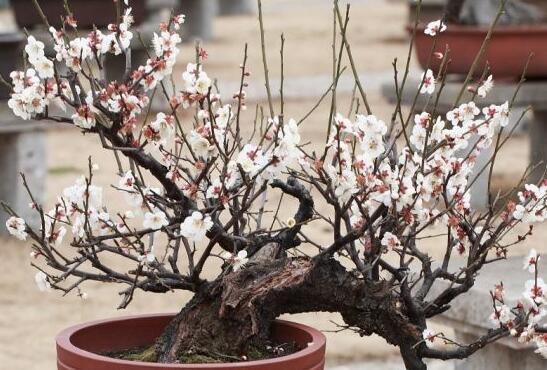 梅花怎么养，5个步骤教你养出漂亮的梅花