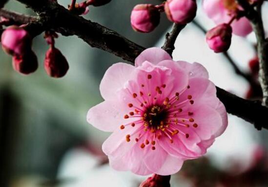 梅花怎么修剪图解，4个步骤教你如何修剪漂亮的梅花盆景