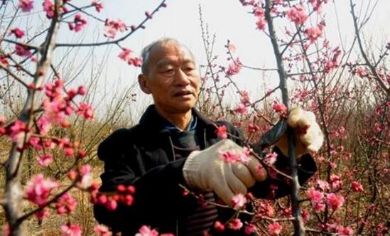 梅花怎么修剪图解，4个步骤教你如何修剪漂亮的梅花盆景