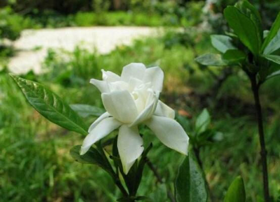 栀子花压枝多久生根，半个月就能生根(附详细步骤)