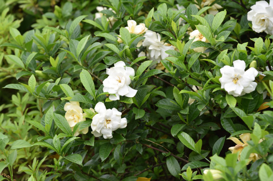 栀子花什么时候开花