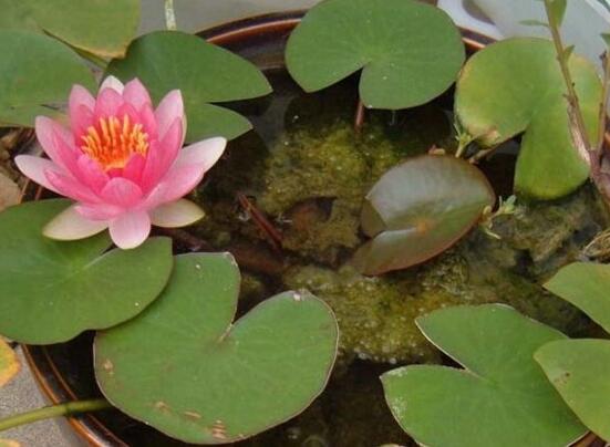 水莲花水养还是土养，水养易发育不良/土养花开满盆