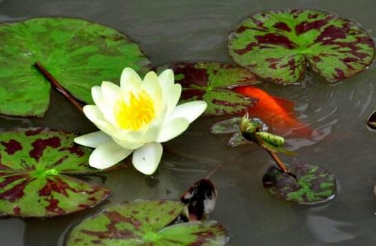 水莲花水养还是土养，水养易发育不良/土养花开满盆